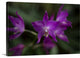 "Orchid III" Wrapped Canvas Art Print, 24"x16"x1.5"