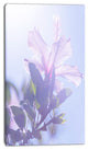Pink Hibiscus Flower in Hawaii, Large Flower Canvas Art Print, 16"x32"