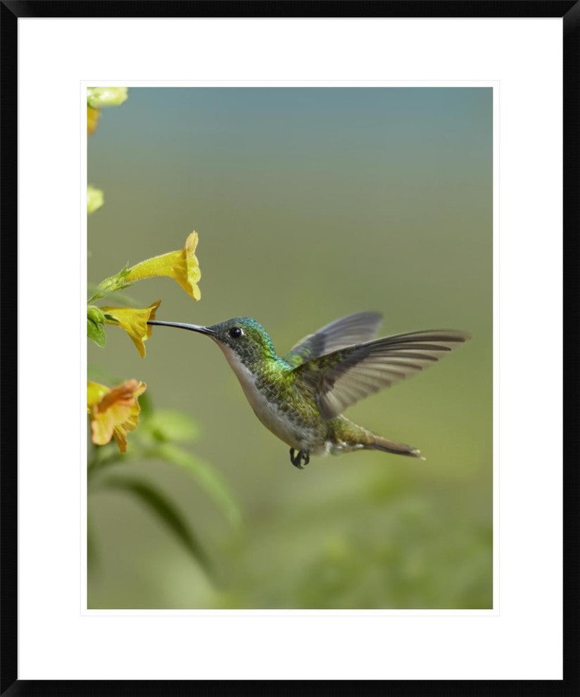Andean Emerald Hummingbird Feeding On A Yellow Flower, Ecuador, 24"x30"
