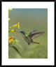 Andean Emerald Hummingbird Feeding On A Yellow Flower, Ecuador, 24"x30"
