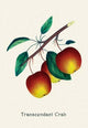 Transcendant Crab Apple- Fine Art Giclee Print 24" x 36"