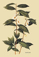 Tea Plant #1 - Fine Art Giclee Print 24" x 36"