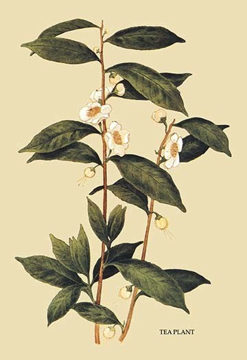 Tea Plant #1 - Fine Art Giclee Print 24" x 36"