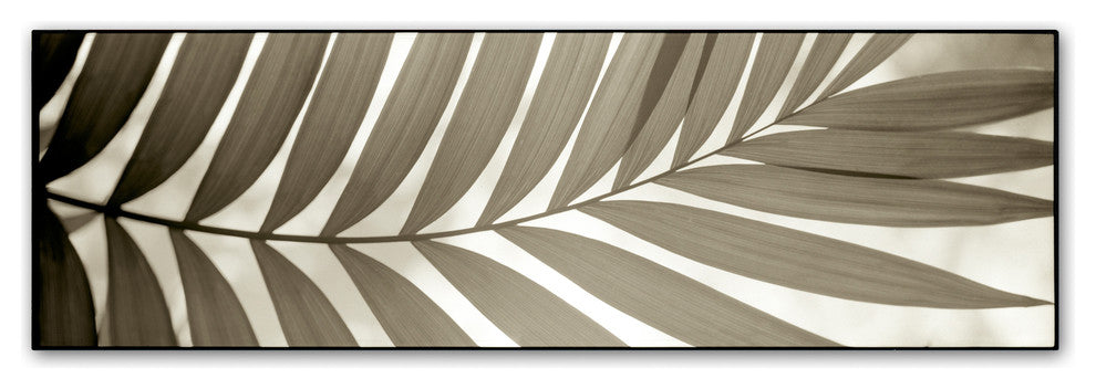 Alan Blaustein ''Florison 98'' Canvas Art, 19x6