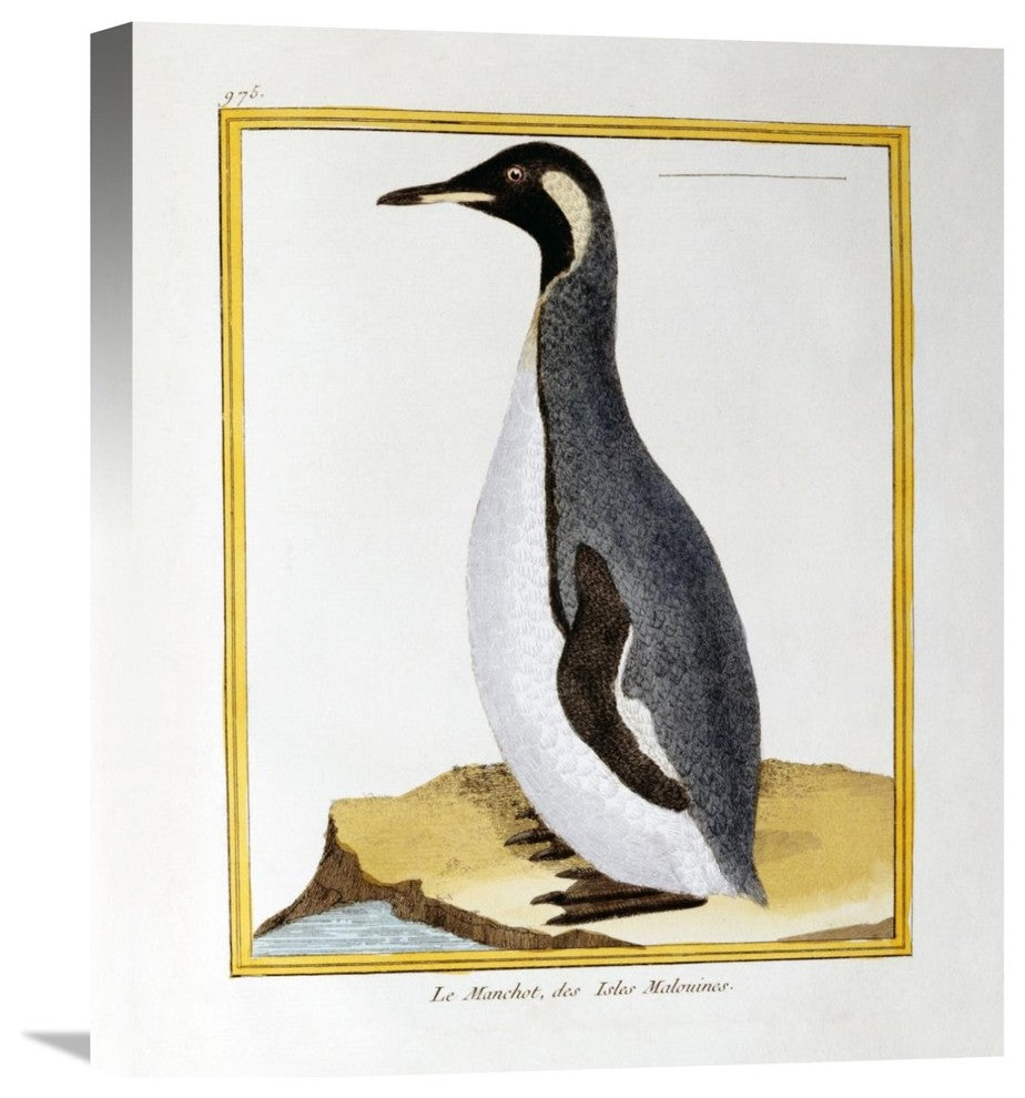 "A Penguin, Falkland Islands" Artwork