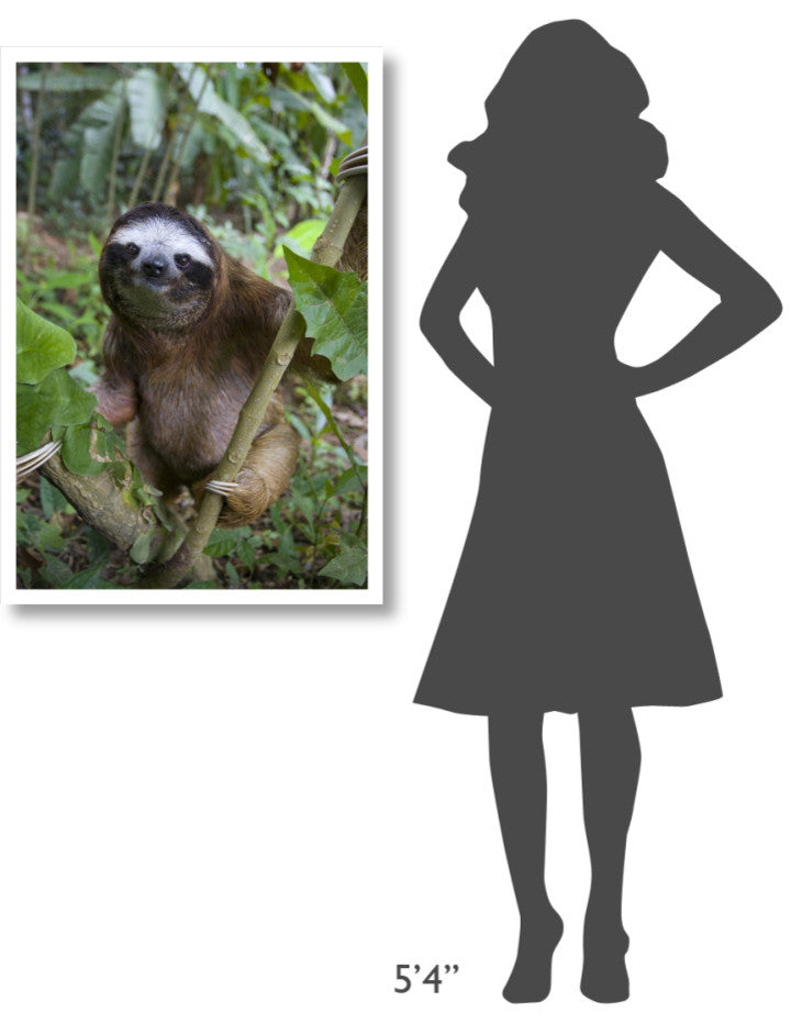 "Brown-throated 3-toed Sloth male, Aviarios Sloth Sanctuary" Paper Art, 26"x38"