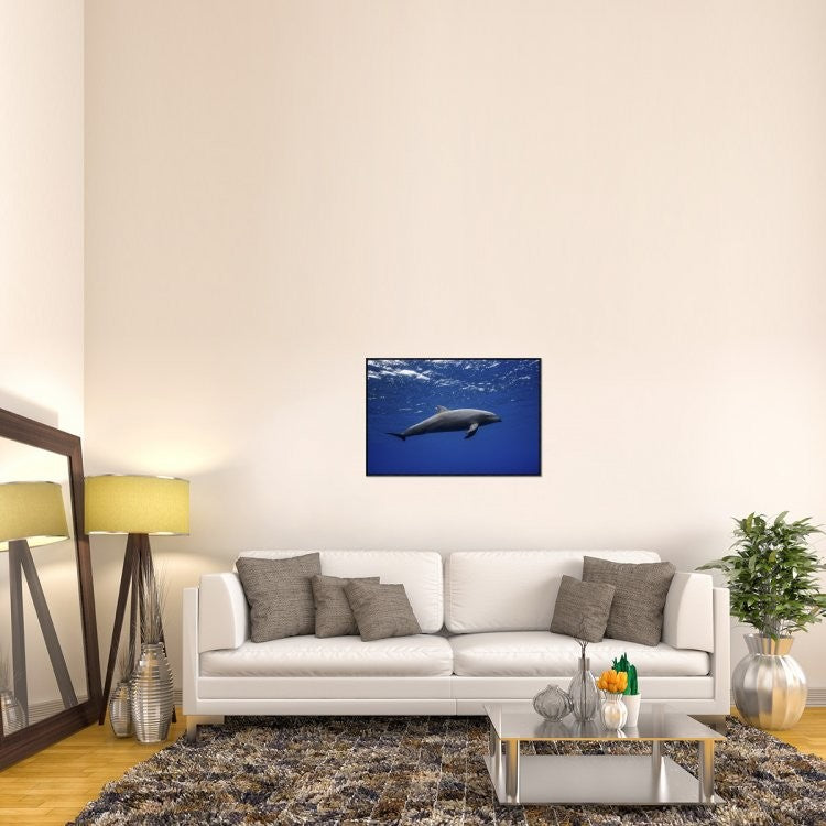 "Dolphin" Framed Canvas Giclee by Barathieu Gabriel, 37x25"