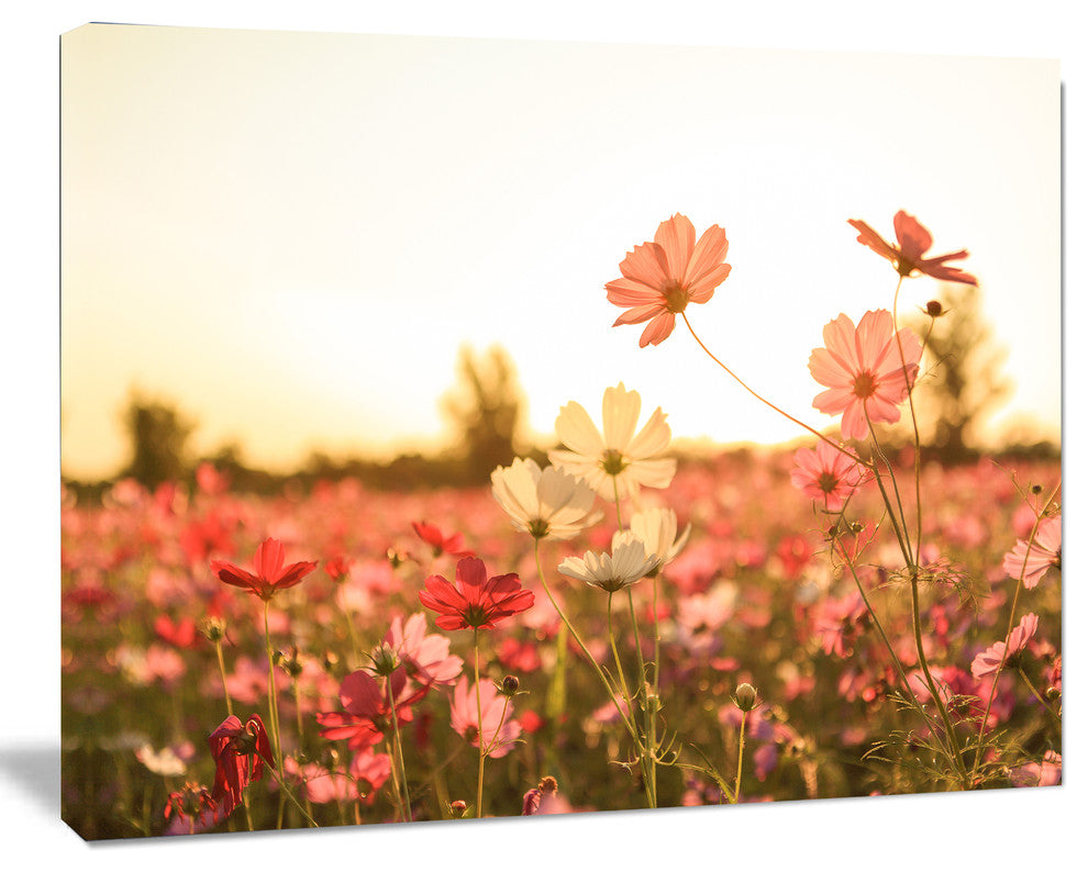 Cosmos Flowers on Sunset Background, Floral Canvas Art Print, 60"x28"