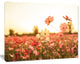 Cosmos Flowers on Sunset Background, Floral Canvas Art Print, 60"x28"