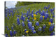 "Bluebonnet And Texas Yellowstar Meadow, Cedar Hill State Park, Texas" Artwork