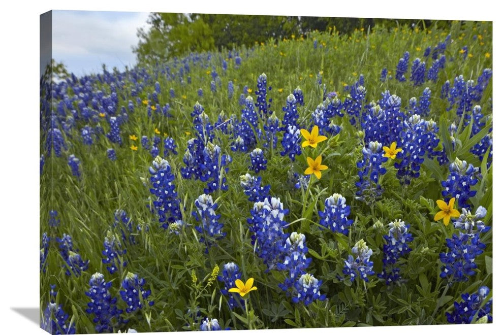 "Bluebonnet And Texas Yellowstar Meadow, Cedar Hill State Park, Texas" Artwork