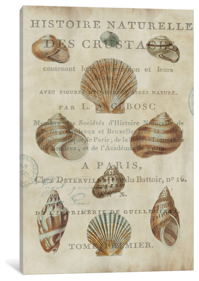 "Shell Collection II" by Deborah Devellier, Canvas Print, 18"x12"