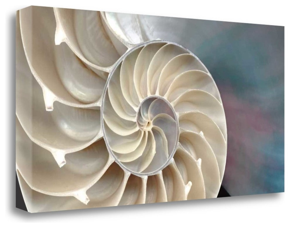 "Nautilus" By Andrew Levine, Giclee Print on Gallery Wrap Canvas, Ready to Hang