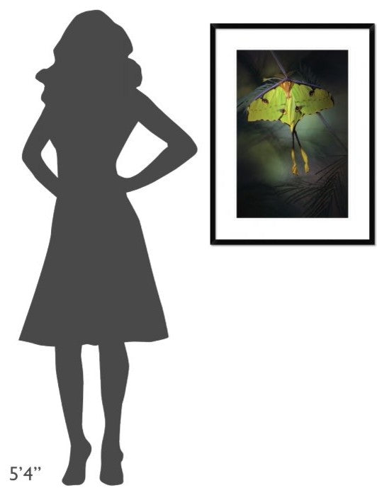 "Moon Moth" Framed Digital Print by Jimmy Hoffman, 24x32"