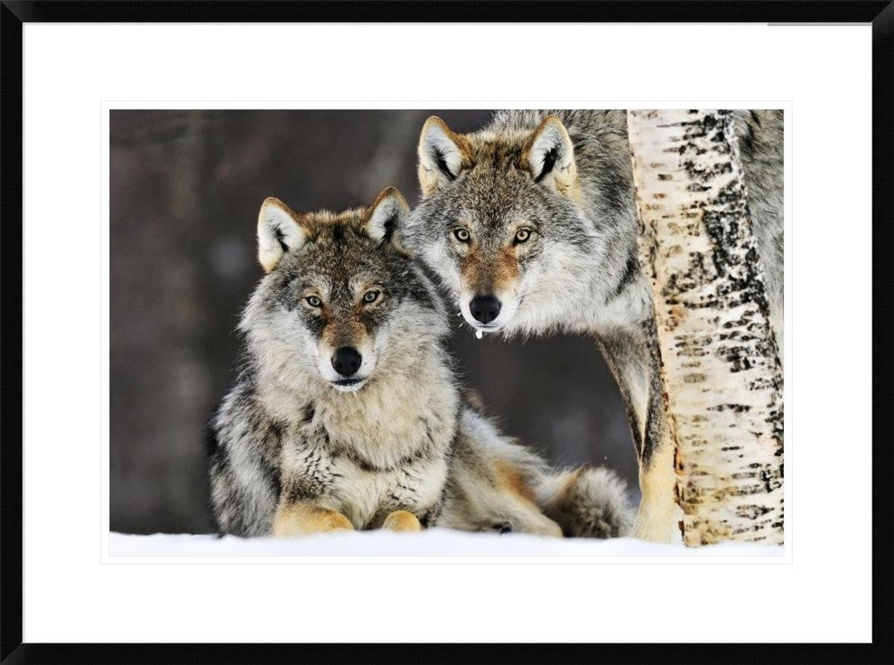 "Gray Wolf pair in the snow, Norway"  by Jasper Doest, 32x24"