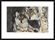 "Gray Wolf pair in the snow, Norway"  by Jasper Doest, 32x24"