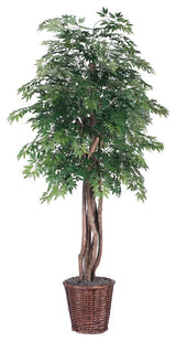 Vickerman 6' Ming Aralia Executive - TEX0660