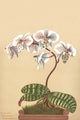 Phalenopsis Schilleriana - Gallery Wrapped Canvas Art 28" x 42"