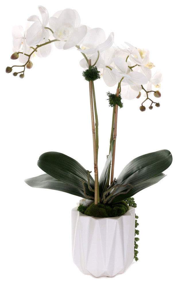 Real Touch Phalaenopsis Orchids with Succulent in White Dimensional Pot