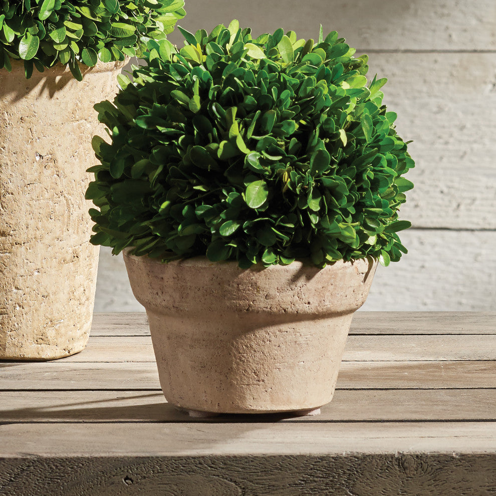 Boxwood Ball, Pot Medium