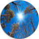 Bright Sun In The Tree Top Circle, Forest Disc Metal Artwork, 23"