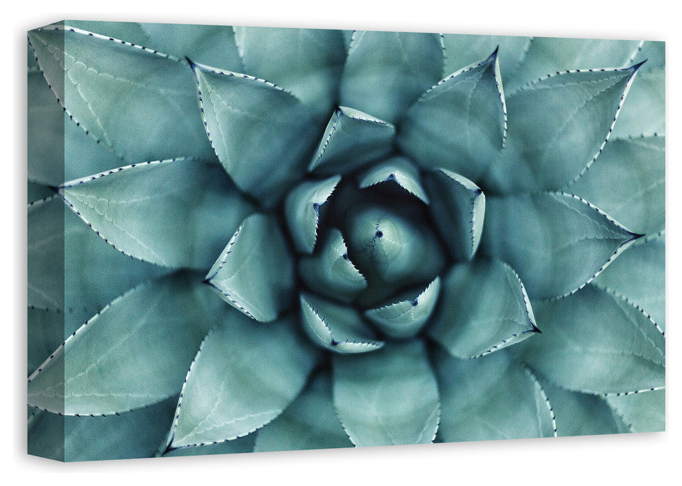 "Agave 3" Canvas Wall Art, 18"x12"