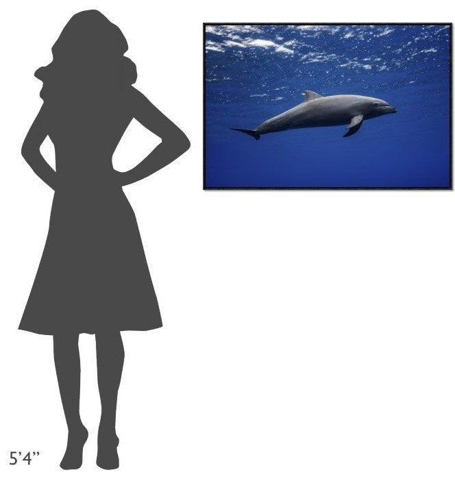 "Dolphin" Framed Canvas Giclee by Barathieu Gabriel, 37x25"