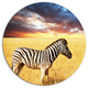 Solitary Zebra In African Grassland, African Round Metal Wall Art, 23"