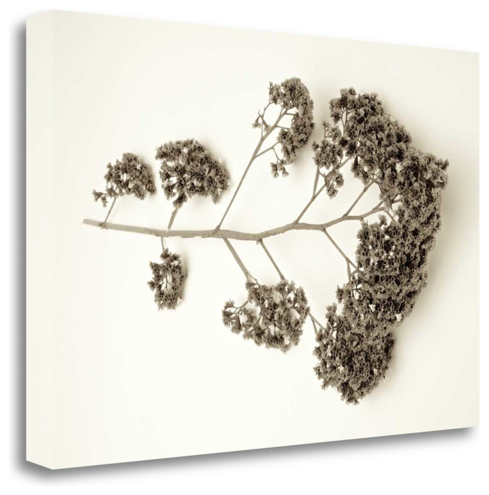 "Garden Bloom - 21" By Alan Blaustein, Giclee Print on Gallery Wrap Canvas