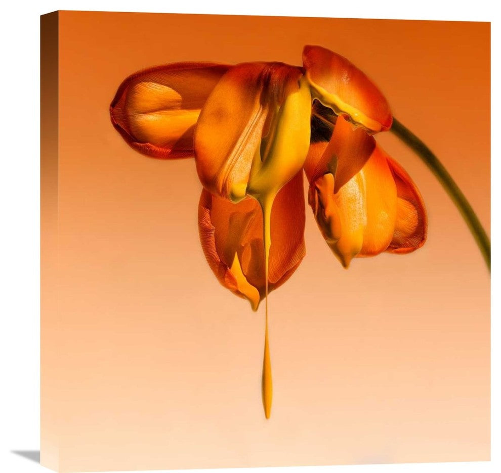 "Tears Of A Flower" Stretched Canvas Giclee by Kent Mathiesen, 21x22"