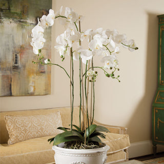 Lifestyle photo in a home setting showing the orchid potted in a realistic room.
