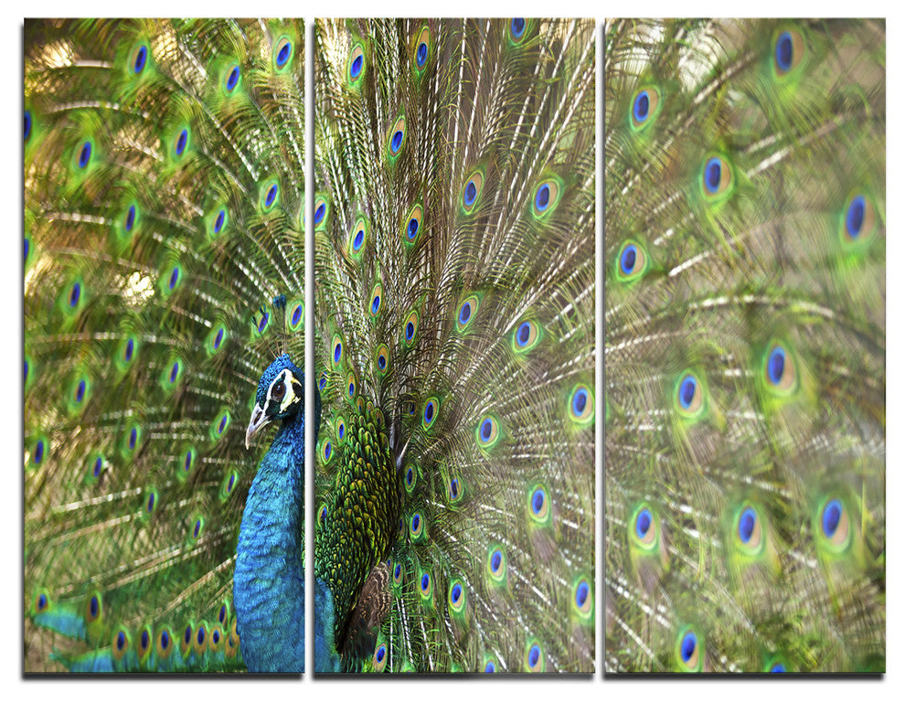"Beautiful Peacock With Feathers" Metal Wall Art, 3 Panels, 36"x28"