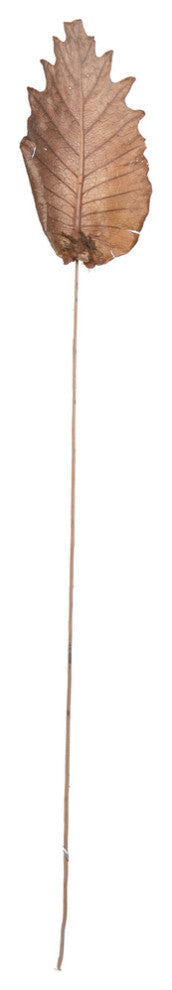 Vickerman 20" Oak Leaf, Natural on Natural Ting Ting, 100 pieces per Pack.