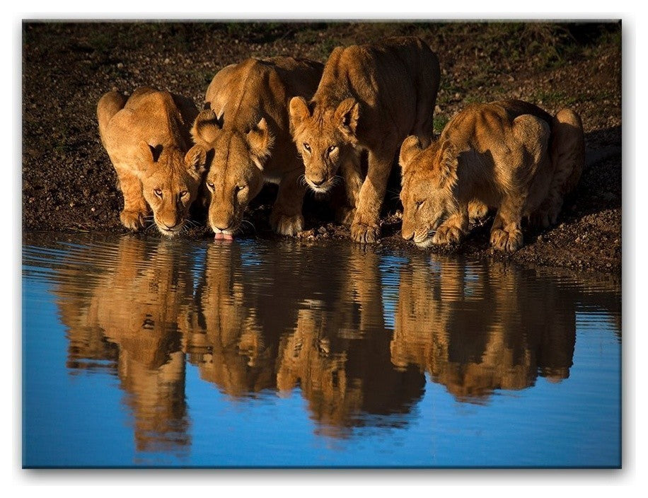 Lions of Mara' Canvas Wall Decor