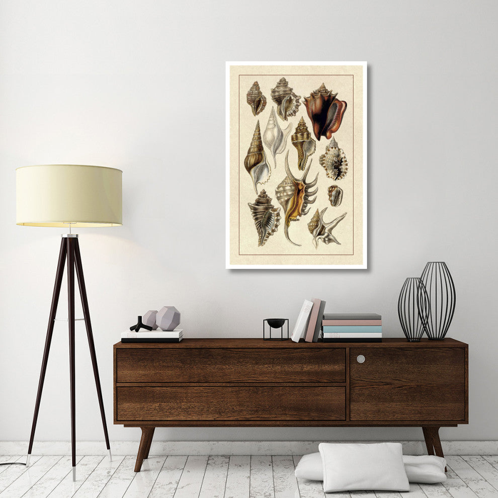 "Shells: Trachelipoda #5" Digital Paper Print by G.B. Sowerby, 34"x50"