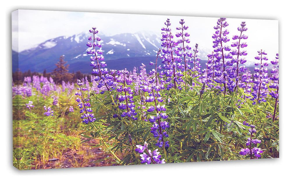 Meadow in Alaska with Purple Flowers, Floral Canvas Art Print, 32"x16"