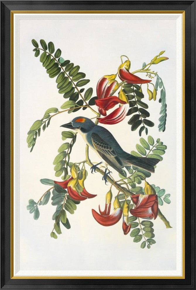 "Gray Tyrant" Framed Canvas Giclee by John James Audubon, 31x46"
