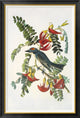 "Gray Tyrant" Framed Canvas Giclee by John James Audubon, 31x46"