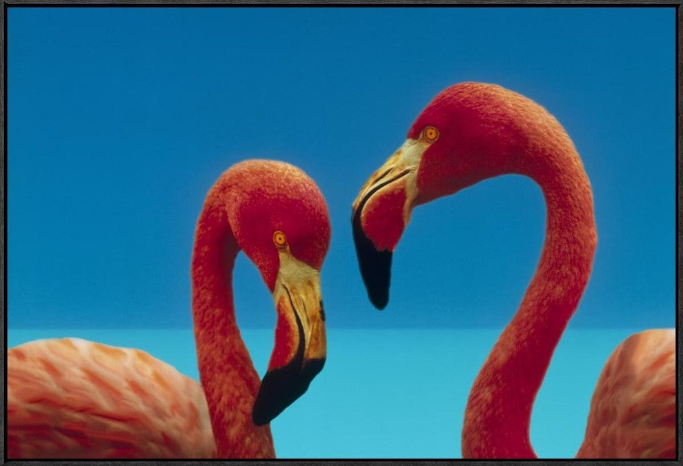 "Greater Flamingo courting pair, Caribbean species"  by Tim Fitzharris, 37x25"