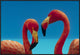 "Greater Flamingo courting pair, Caribbean species"  by Tim Fitzharris, 37x25"
