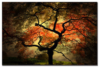 'Japanese' Canvas Art by Philippe Sainte-Laudy