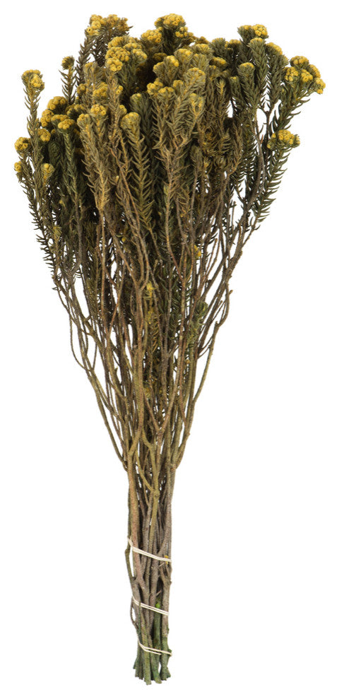 Vickerman Cotton Phylica Flower Bundle, Preserved 4oz