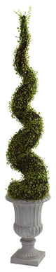 Mohlenbechia Spiral Tree With Decorative Urn