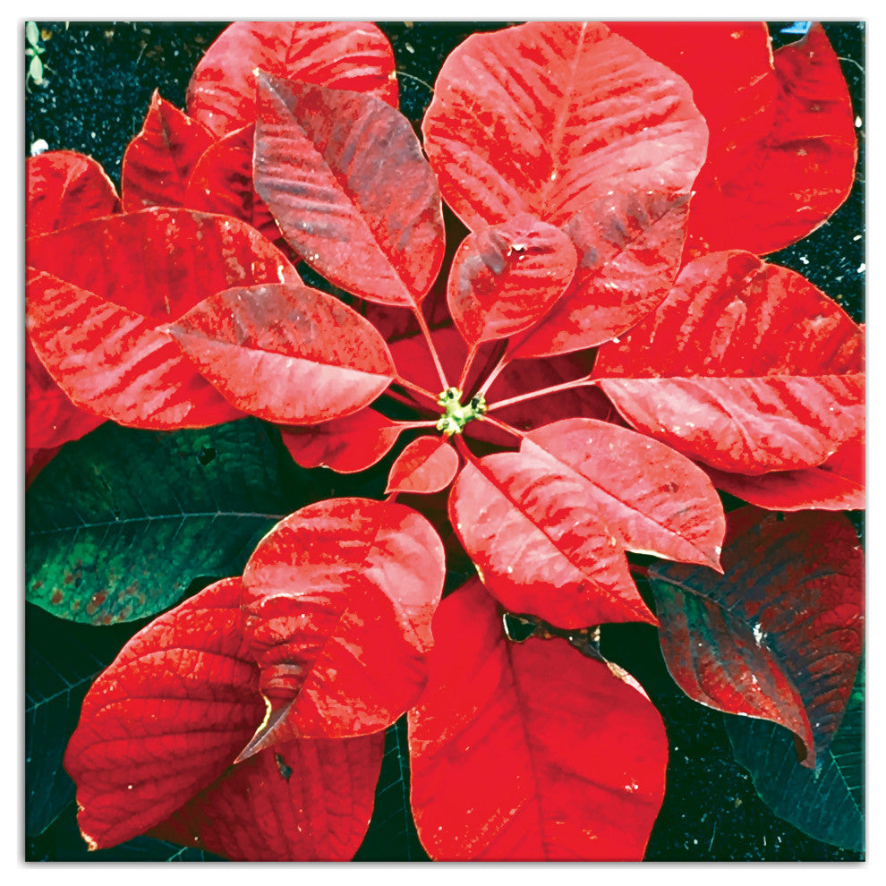 Pointsettia Close Up 2 20x20 Canvas Wall Art