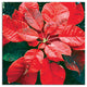 Pointsettia Close Up 2 20x20 Canvas Wall Art