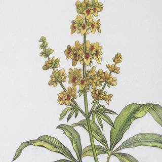 Uttermost Wildflower Study Framed Prints, Set of 4