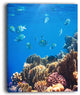 "Bright Blue Waters and Coral Fish" Seashore Canvas Print, 12"x20"