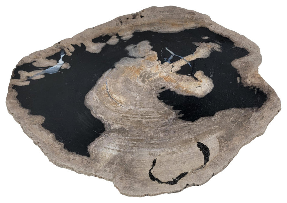 Large 17 in Petrified Wood Stone Tray Centerpiece Plate Fossil Live Edge Natural