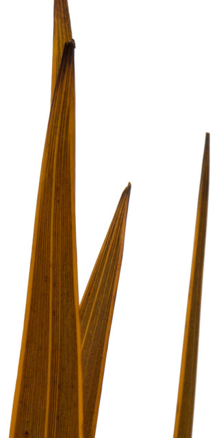 Vickerman 18-30" Snake Grass, Dried 36 Stems