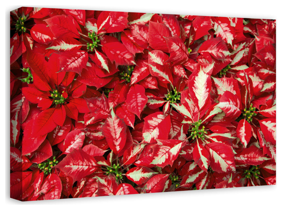 Pointsettia Blooms 2 16x24 Canvas Wall Art